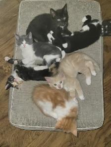 Kittens to their Forever Home