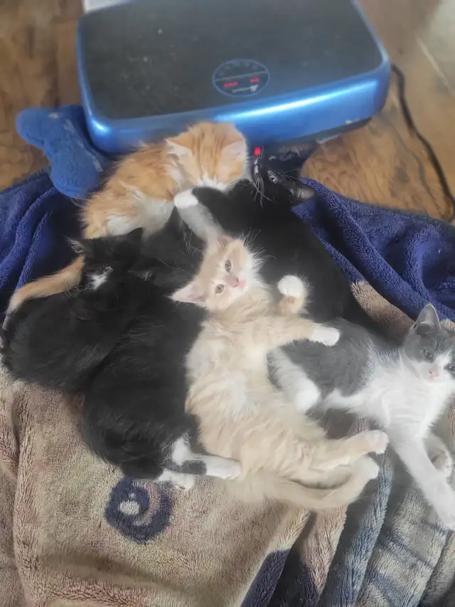 Kittens to their Forever Home - Photo 2