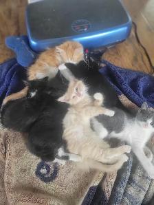 Kittens to their Forever Home - Photo 2