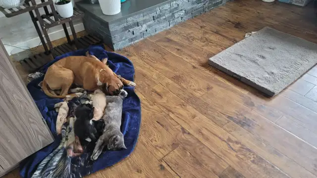 Kittens to their Forever Home - Photo 3