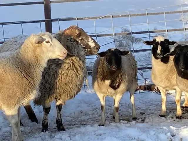 359 new holland mix mill