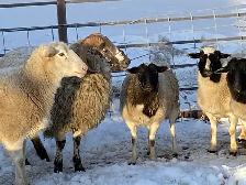 359 new holland mix mill