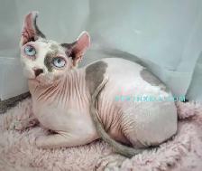 White Blue-Eyed Saimon Loyal Cuddly