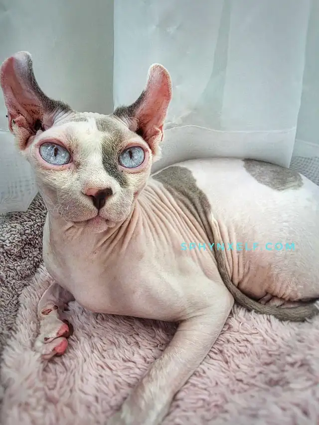 White Blue-Eyed Saimon Loyal Cuddly - Photo 2