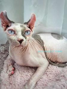 White Blue-Eyed Saimon Loyal Cuddly - Photo 2