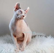 White Blue-Eyed Saimon Loyal Cuddly - Photo 4