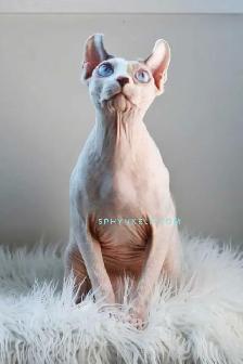 White Blue-Eyed Saimon Loyal Cuddly - Photo 5