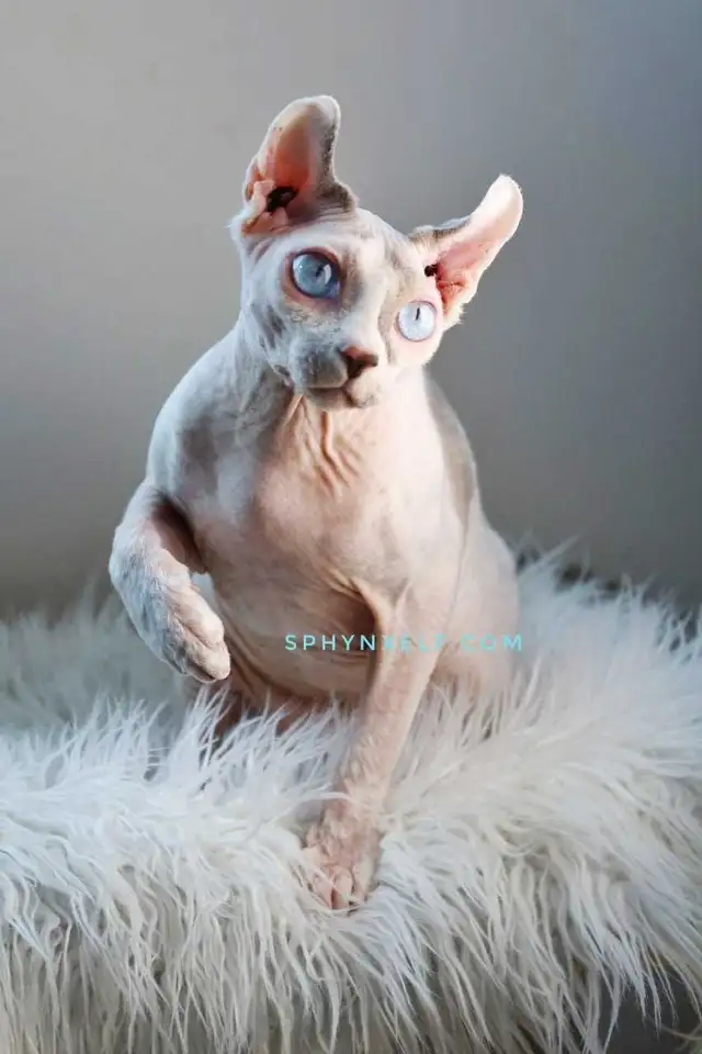 White Blue-Eyed Saimon Loyal Cuddly - Photo 6