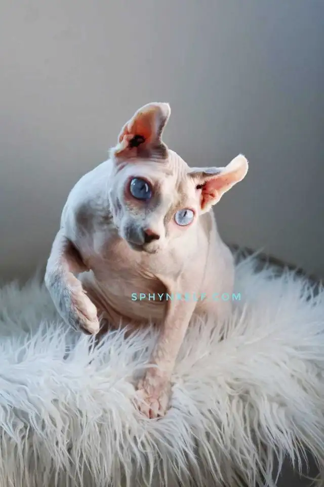 White Blue-Eyed Saimon Loyal Cuddly - Photo 7