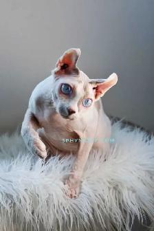 White Blue-Eyed Saimon Loyal Cuddly - Photo 7