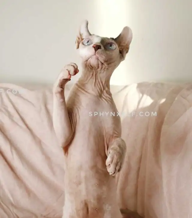 White Blue-Eyed Saimon Loyal Cuddly - Photo 8