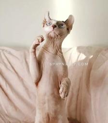 White Blue-Eyed Saimon Loyal Cuddly - Photo 8