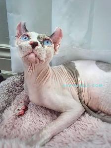 White Blue eyed Prince cuddly - Photo 4