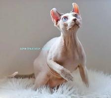 White Blue eyed Prince cuddly - Photo 5