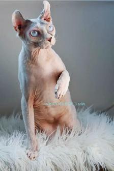 White Blue eyed Prince cuddly - Photo 7