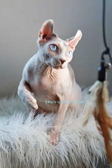 White Blue eyed Prince cuddly - Photo 8