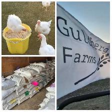 Guldberg Farms Livestock Feed in Brooks