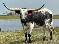BRED TEXAS LONGHORN COWS