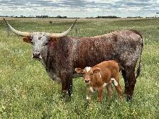 BRED TEXAS LONGHORN COWS - Photo 2