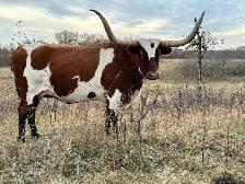 BRED TEXAS LONGHORN COWS - Photo 3