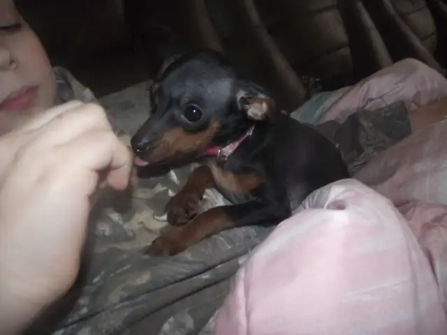 MINIATURE PINSCHERS 100% PURE BREED