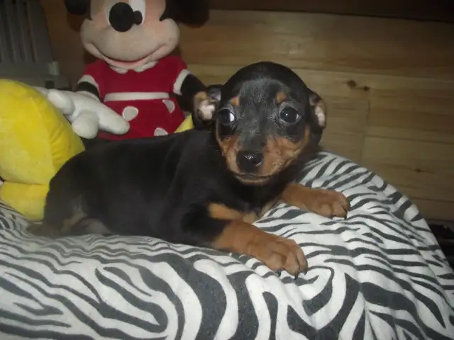 MINIATURE PINSCHERS 100% PURE BREED - Photo 2