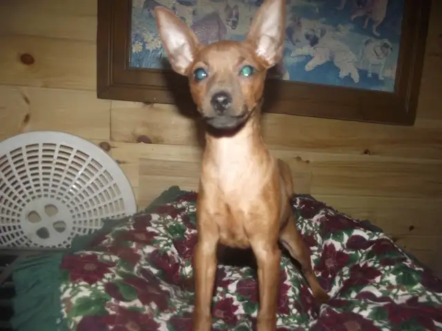 MINIATURE PINSCHERS 100% PURE BREED - Photo 3