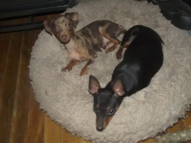 MINIATURE PINSCHERS 100% PURE BREED - Photo 4