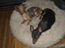 MINIATURE PINSCHERS 100% PURE BREED - Photo 4