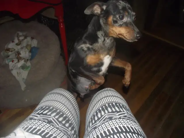 MINIATURE PINSCHERS 100% PURE BREED - Photo 5