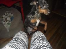 MINIATURE PINSCHERS 100% PURE BREED - Photo 5