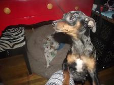 MINIATURE PINSCHERS 100% PURE BREED - Photo 6