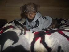 MINIATURE PINSCHERS 100% PURE BREED - Photo 7