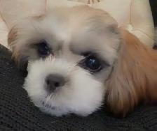 Shih-tzu x Havanese 6 month old puppy $800