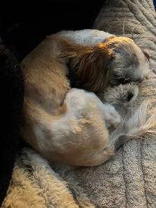 Shih-tzu x Havanese 6 month old puppy $800 - Photo 2