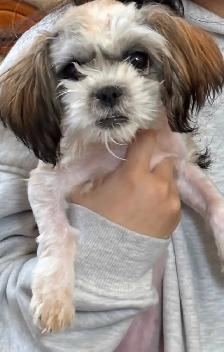Shih-tzu x Havanese 6 month old puppy $800 - Photo 3