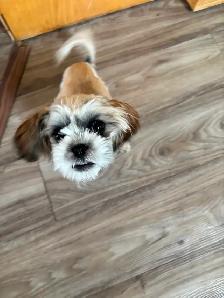 Shih-tzu x Havanese 6 month old puppy $800 - Photo 4