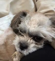 Shih-tzu x Havanese 6 month old puppy $800 - Photo 5