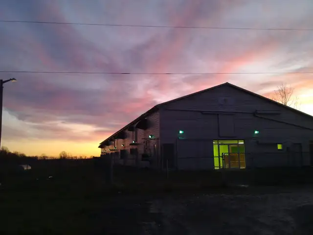 Dog Kennel Attendent