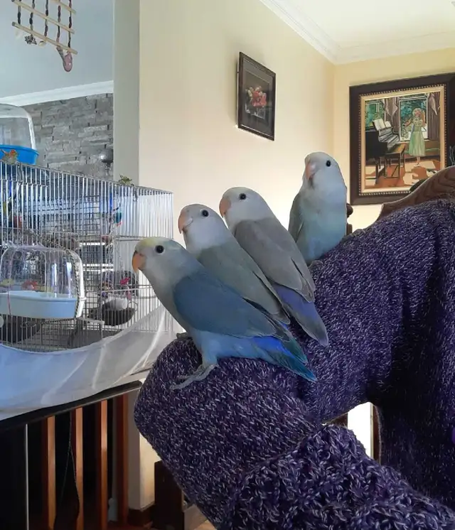 beaux bébés inséparables roseicollis nourrient à la main - Photo 6