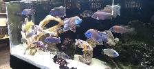Cichlids for Sale - Photo 3