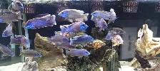 Cichlids for Sale - Photo 4