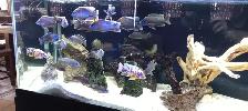 Cichlids for Sale - Photo 5