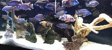 Cichlids for Sale - Photo 6