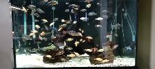 Cichlids for Sale - Photo 7