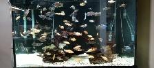 Cichlids for Sale - Photo 8