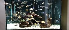 Cichlids for Sale - Photo 9