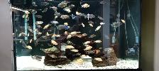 Cichlids for Sale - Photo 10