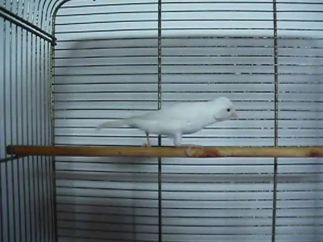 Serin canari mâle blanc