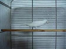 Serin canari mâle blanc